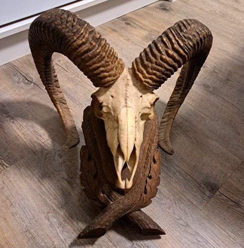 Widderschädel skulptur - widderschädel,