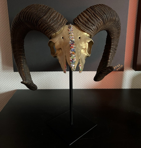 Widderschädel skulptur mit - widderschädel,