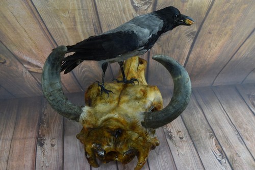 Taxidermie krähe dies ist - taxidermie, krähe.