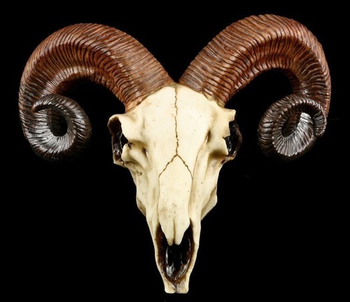 Totenkopf widder schädel - widder,
