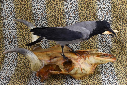 Taxidermie krähe dies - krähe., ist