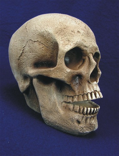Großer totenkopf menschlicher - totenkopf,