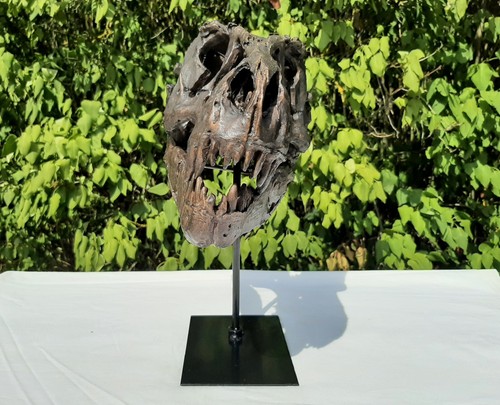 Tyrannosaurus rex schädel - t-rex,